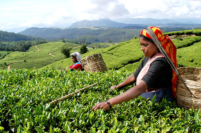 Ethical Tea Partnership ETPは茶葉の生産者と小規模農家を継続的に調査し、国際的に決められた基準を満たすために現場で支援をしています。労働者、農家、そしてその家族や村の生活を改善するための長期的な改善活動に取り組んでいます。